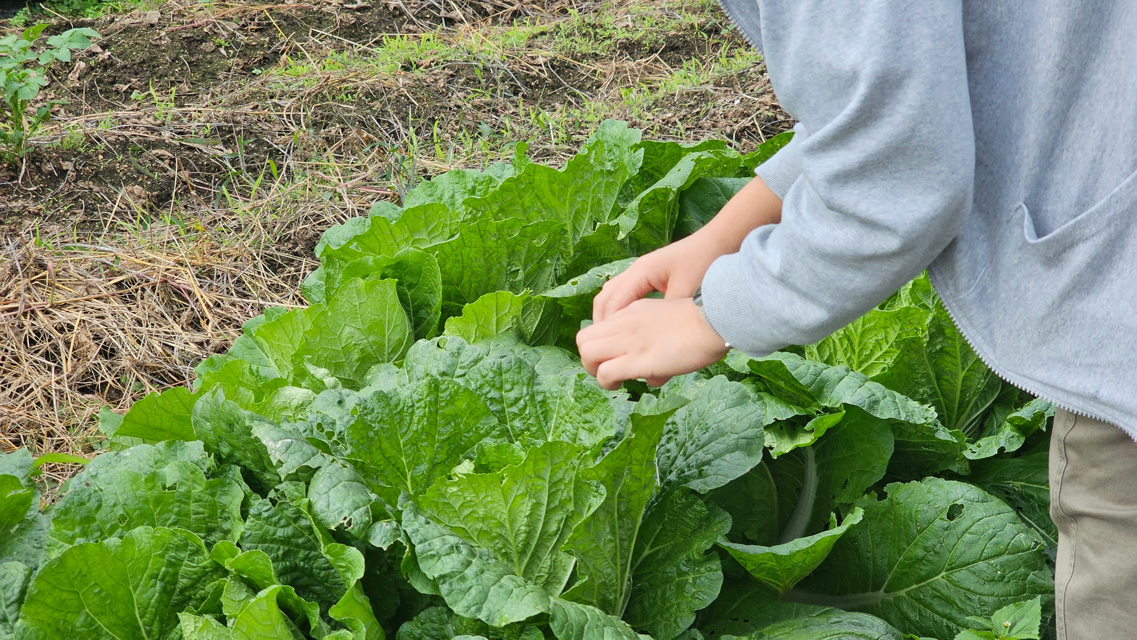 텃밭 수확